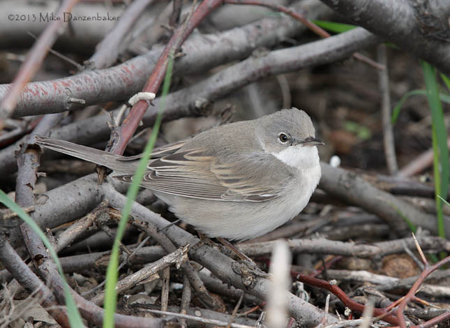 Common Whitethroat (Sylvia communis) photo image