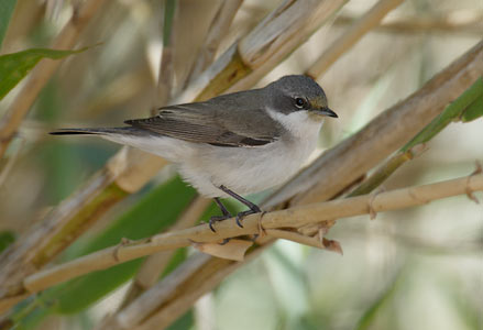 Lesser Whitethroat (Sylvia curruca) photo image