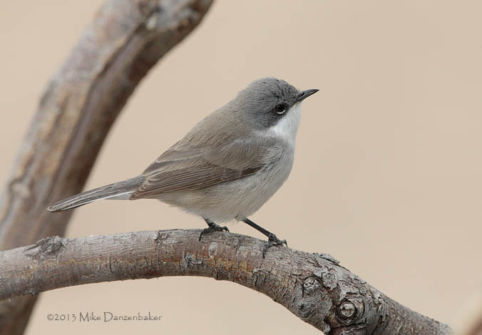 Lesser Whitethroat (Sylvia curruca) photo image