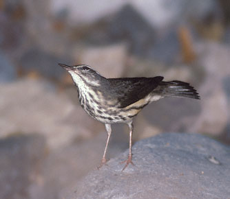 Louisiana Waterthrush (Parkesia motacilla) photo image