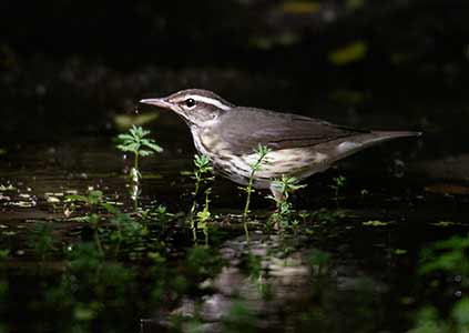 Louisiana Waterthrush (Parkesia motacilla) photo image