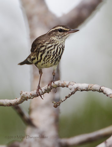 Northern Waterthrush (Parkesia noveboracensis) photo image