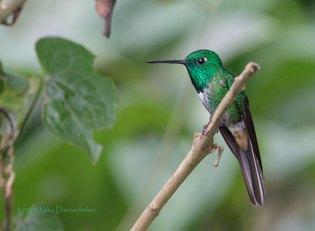 Rufous-vented Whitetip (Urosticte ruficrissa) photo