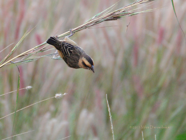 Compact Weaver (Ploceus superciliosus) photo