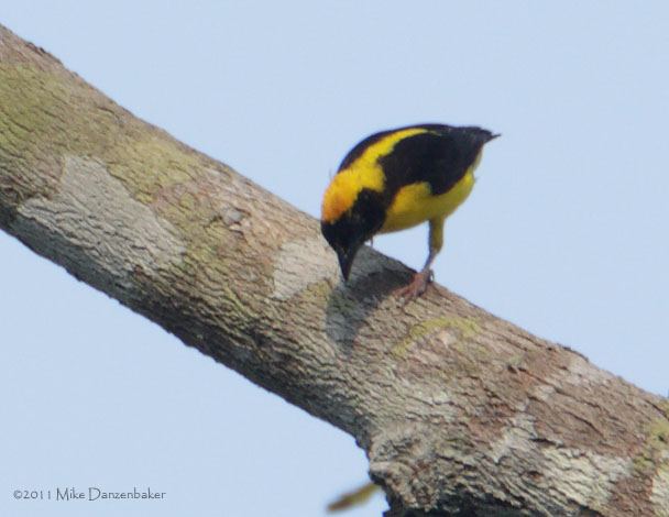 Preuss's Weaver (Ploceus preussi) photo
