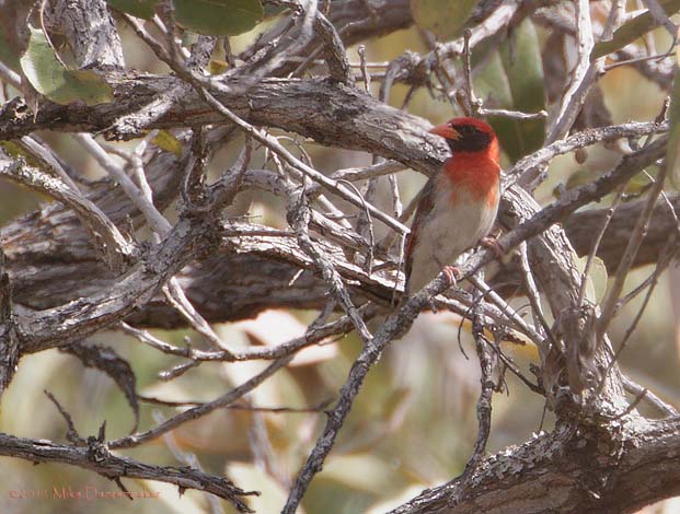 Red-headed Weaver (Anaplectes rubriceps) photo image