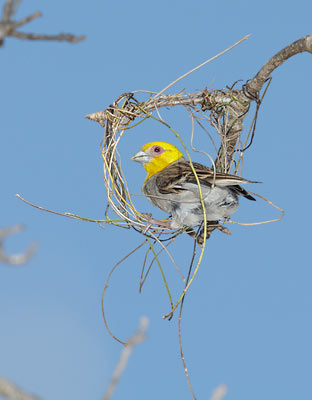 Sakalava Weaver (Ploceus sakalava) photo image