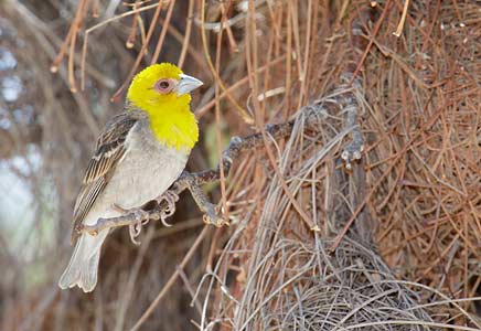 Sakalava Weaver (Ploceus sakalava) photo image