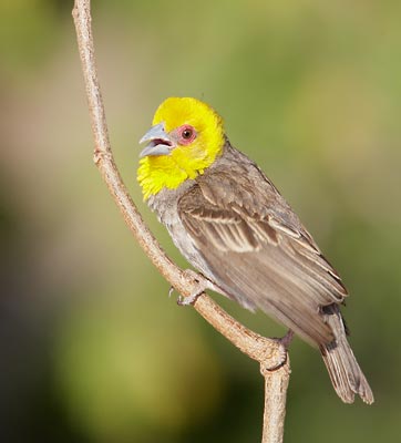 Sakalava Weaver (Ploceus sakalava) photo image