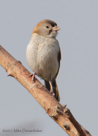 Speckle-fronted Weaver (Sporopipes frontalis) photo image