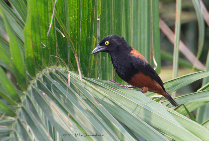 Vieillot's Black Weaver (Ploceus nigerrimus) photo image