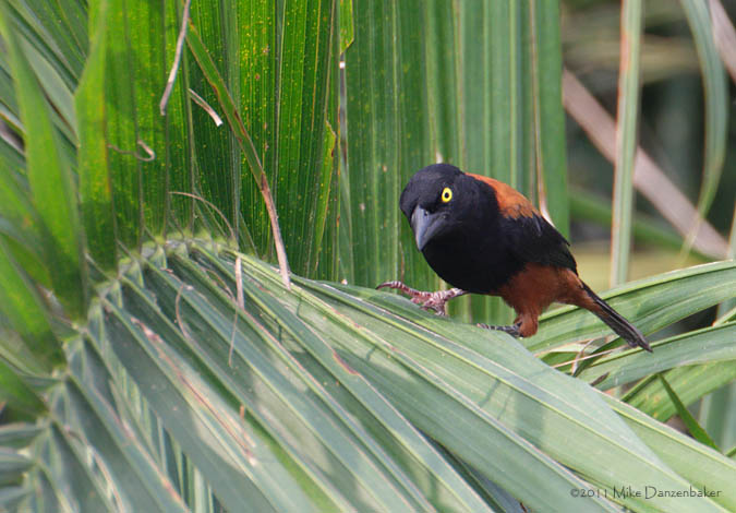 Vieillot's Black Weaver (Ploceus nigerrimus) photo image