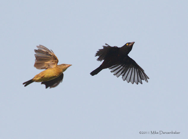 Vieillot's Black Weaver (Ploceus nigerrimus) photo
