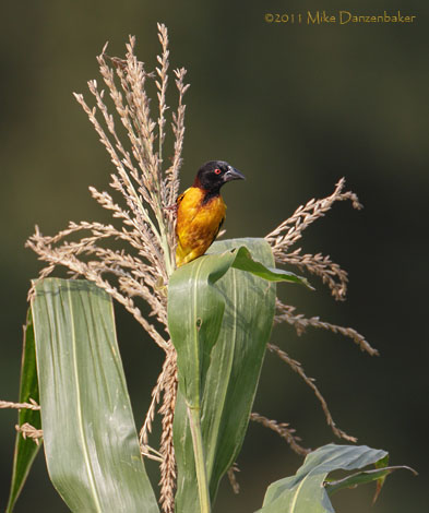 Village Weaver (Ploceus cucullatus) photo image