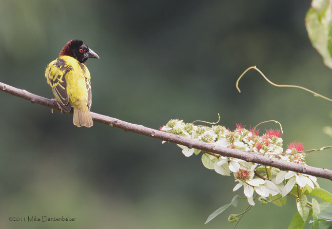 Village Weaver (Ploceus cucullatus) photo image