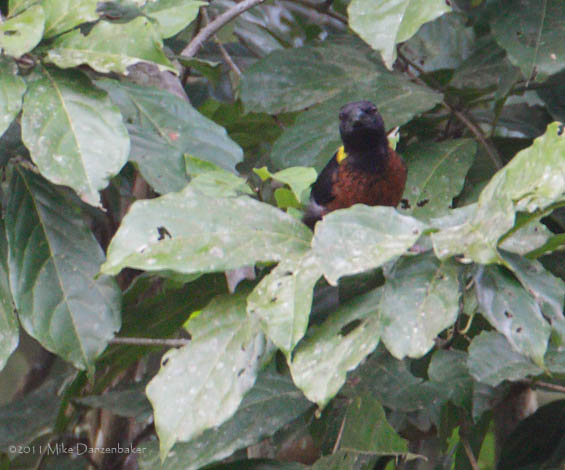 Yellow-mantled Weaver (Ploceus tricolor) photo image