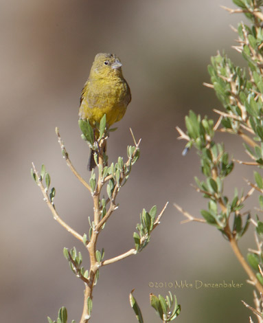 Greenish Yellow Finch (Sicalis olivascens) photo image