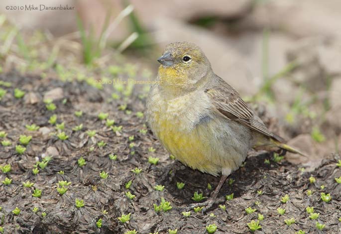 Greater Yellow Finch (Sicalis auriventris) photo image