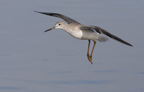 Greater Yellowlegs (Tringa melanoleuca) photo
