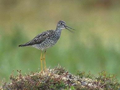 Greater Yellowlegs (Tringa melanoleuca) photo image
