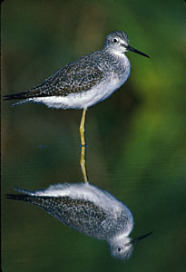 Greater Yellowlegs (Tringa melanoleuca) photo image