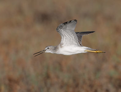 Greater Yellowlegs (Tringa melanoleuca) photo image