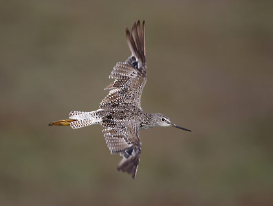 Greater Yellowlegs (Tringa melanoleuca) photo image