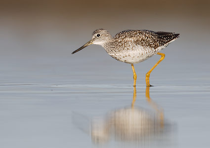 Greater Yellowlegs (Tringa melanoleuca) photo