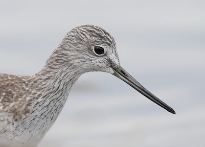 Greater Yellowlegs (Tringa melanoleuca) photo