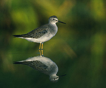 Lesser Yellowlegs (Tringa flavipes) photo image