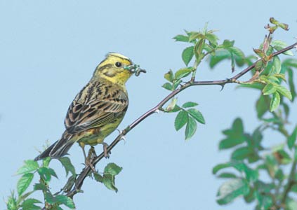 Yellowhammer (Emberiza citrinella) photo image