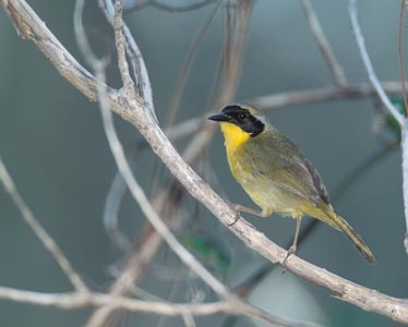 Bahama Yellowthroat (Geothlypis rostrata) photo image