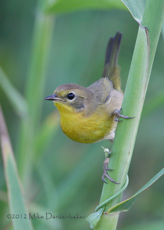 Belding's Yellowthroat (Geothlypis beldingi) photo