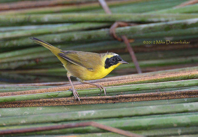 Belding's Yellowthroat (Geothlypis beldingi) photo