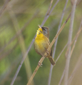 Gray-crowned Yellowthroat (Geothlypis poliocephala) photo image