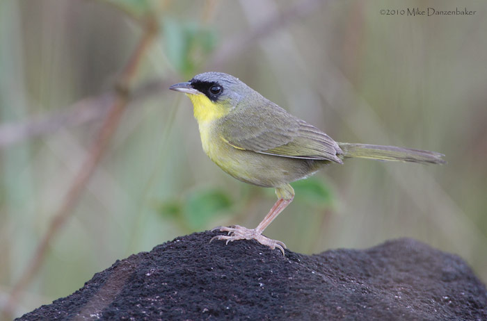 Gray-crowned Yellowthroat (Geothlypis poliocephala) photo