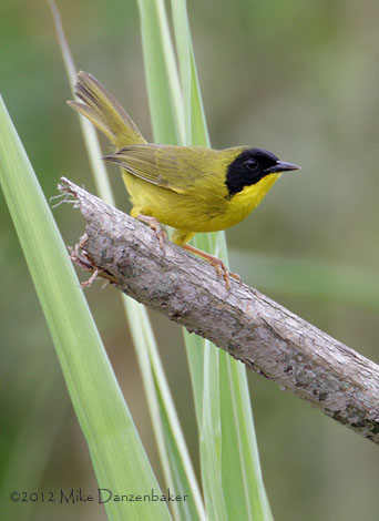 Olive-crowned Yellowthroat (Geothlypis semiflava) photo image