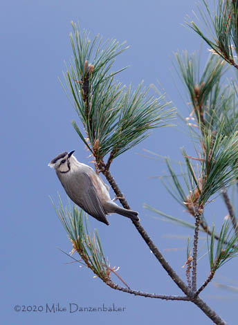 Taiwan Yuhina (Yuhina brunneiceps) photo image