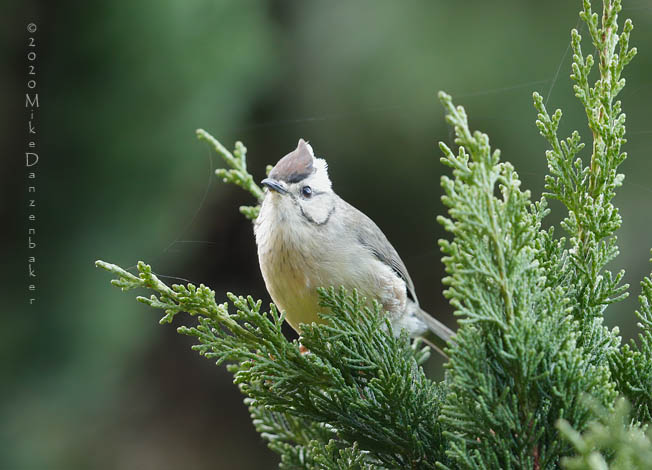 Taiwan Yuhina (Yuhina brunneiceps) photo image
