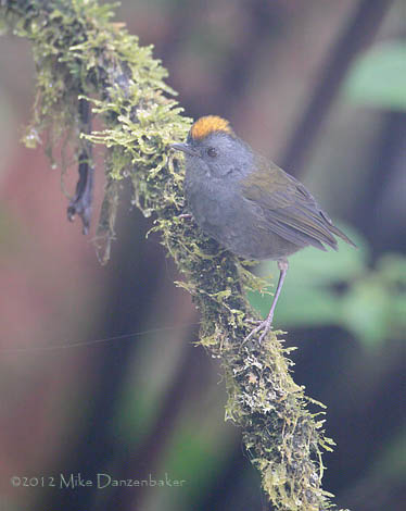 Wrenthrush (Zeledonia coronata) photo